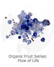 Organic Fruit Series